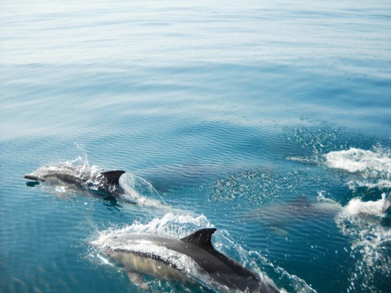 Dolphins watching cruise