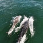 Dolphins in Algarve