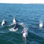 dolphins watching tour Algarve