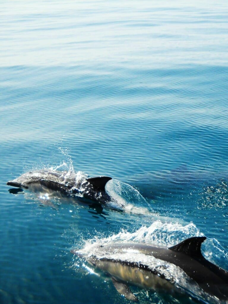 Dolphins watching